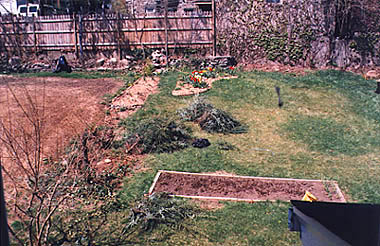 A very sad row of hemlock trees that the previous ovner had topped at six feet had to be removed for a new landscaping vision, which included several terraces.