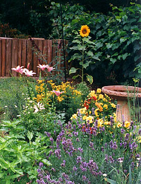 An added bonus of turning grass into flowers was the sudden abundance of colorful song birds in an urban environment.