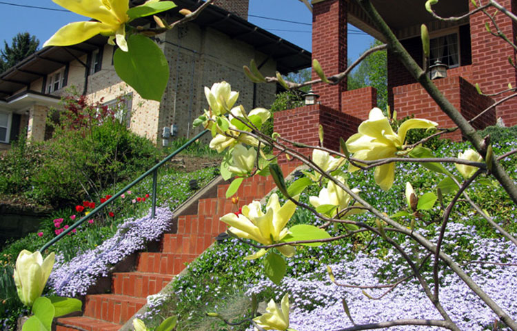 Eventually, I replaced the tall junipers at the top of the hill with boxwoods, and planted a serviceberry, and a yellow magnolia on the front hillside.