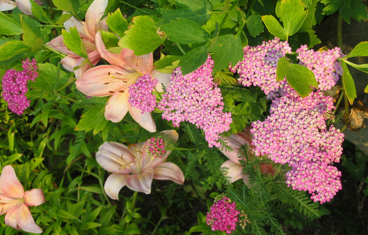 Lilies and yarrow.