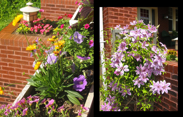 The original planters in front of the porch were planted with creeping juniper. They were replaced with annuals, clematis, and I built new three flower boxes for the porch.