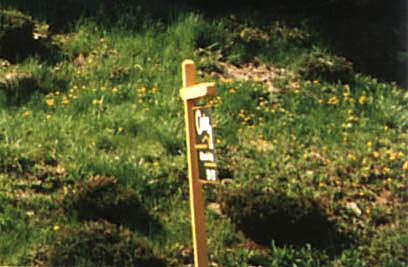 Clumps of grass mixed with weeds, half-dead creeping juniper, and buried pieces of concrete block made the front yard a priority to fix.