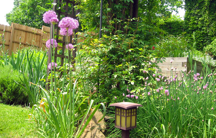 Allium, chives, iris, and roses.